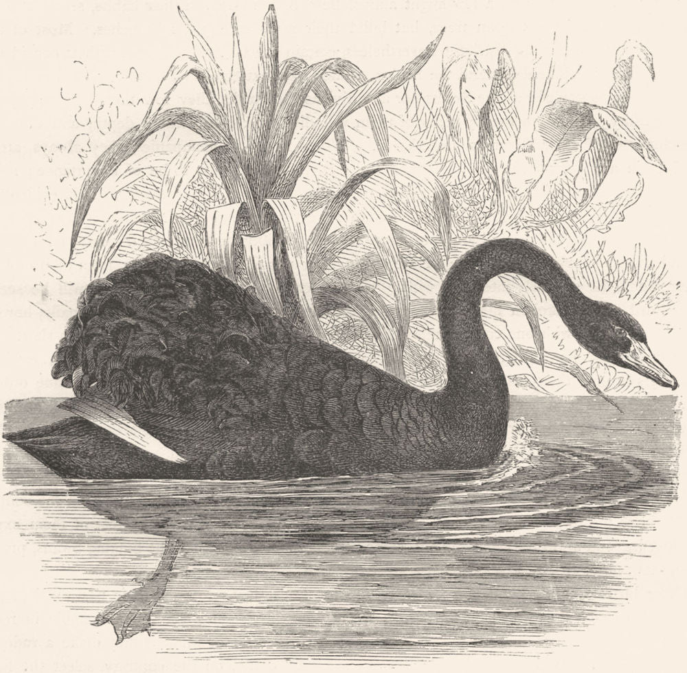 BIRDS. Swimmers. Sieve Beak. Black Swan c1870 old antique print picture